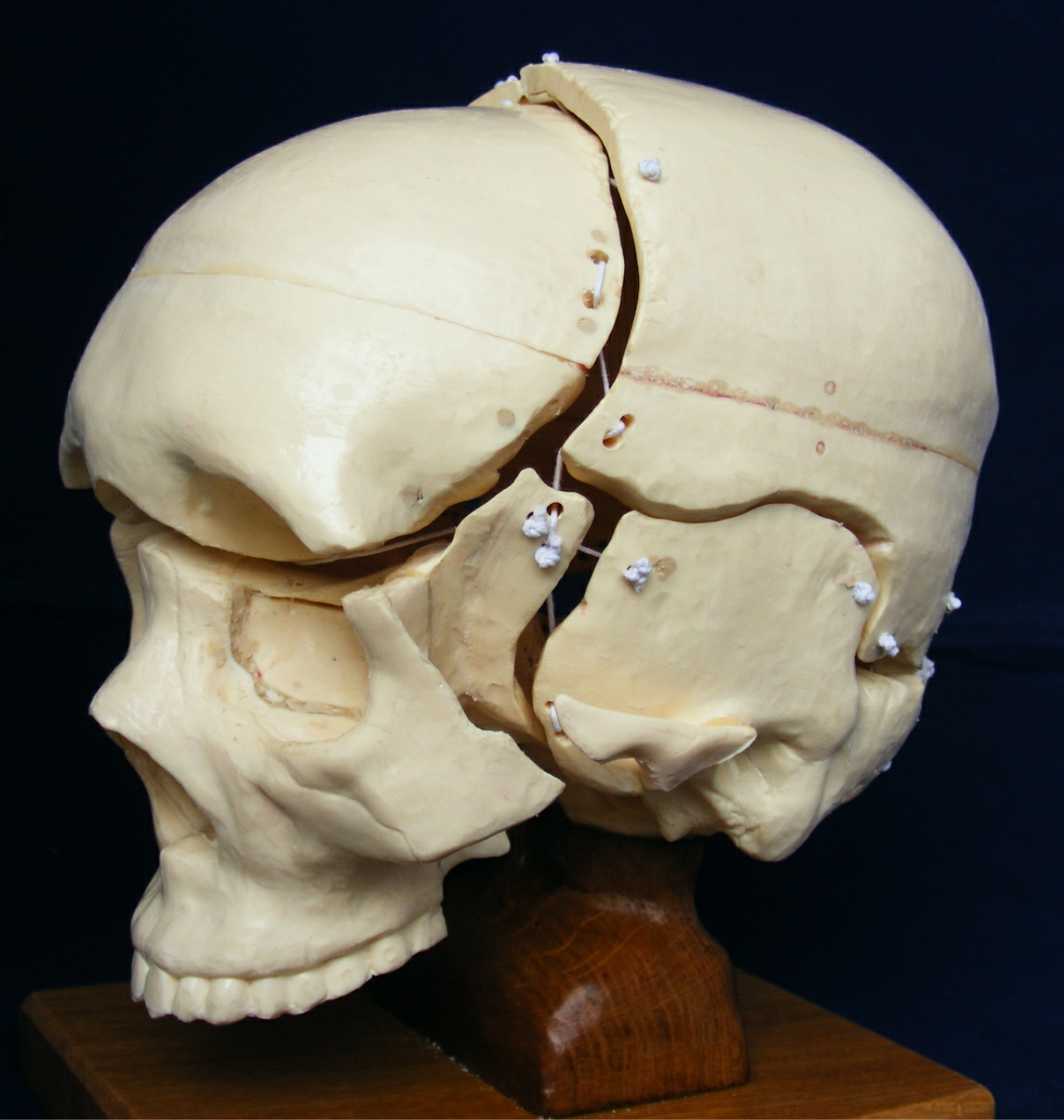 Graham Scarr 3D Printed Model